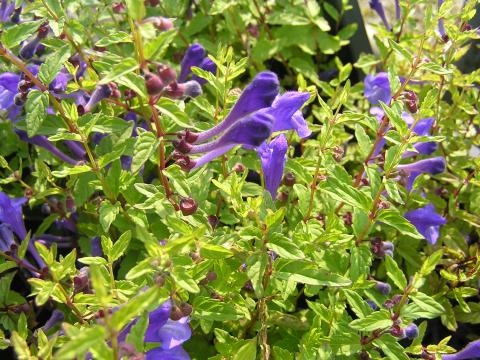 Scutellaria scordiifolia