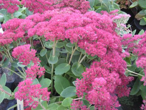 Sedum 'Herbstfreude'