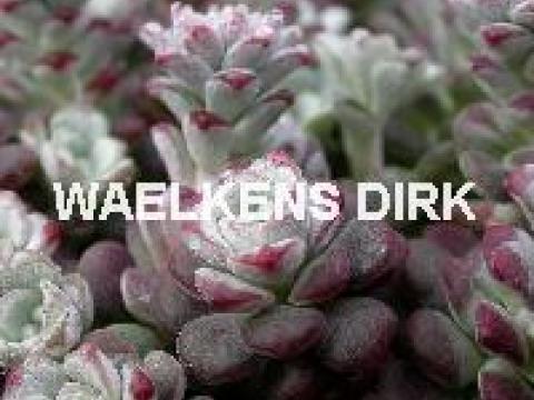 Sedum spath. 'Cape Blanco'