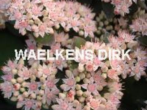Sedum spect. 'Matrona'