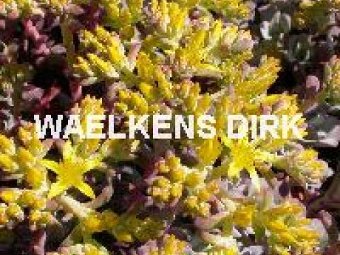 Sedum spath. 'Purpureum'