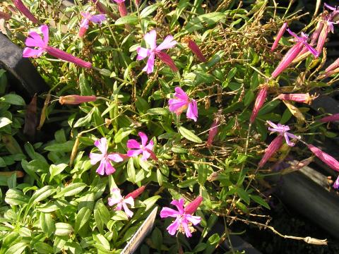 Silene schafta 'Splendens'