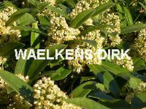 Skimmia jap. 'Kew Green'