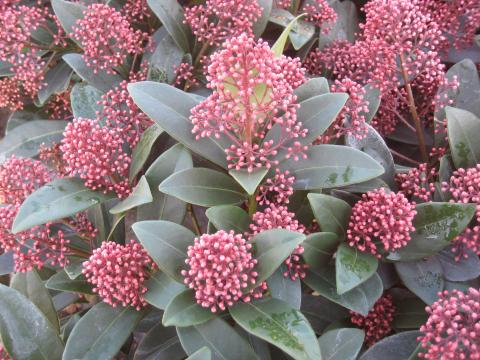Skimmia jap. 'Rubella'