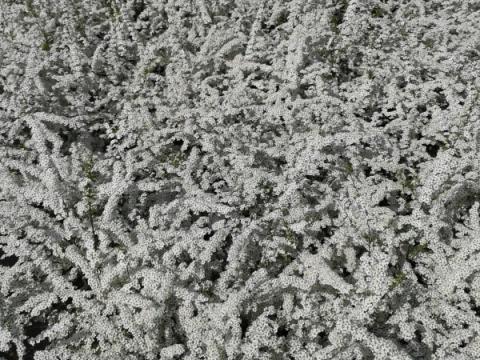 Spiraea arguta