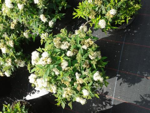 Spiraea japonica 'Albiflora'