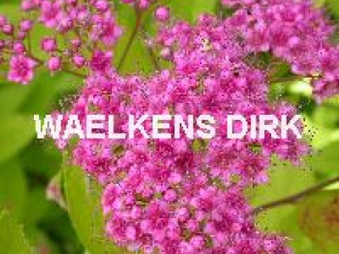 Spiraea japonica 'Golden Princess'