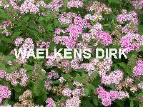 Spiraea japonica 'Little Princess'