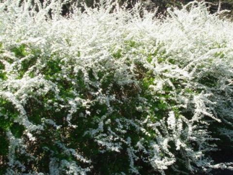 Spiraea thunbergii