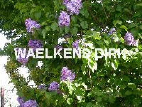 Syringa vulg. 'Katherine Havemeyer'