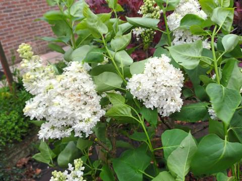 Syringa vulg. 'Mme Lemoine'