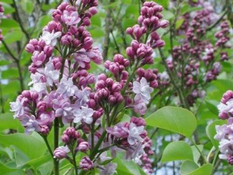 Syringa vulg. 'Michel Buchner'