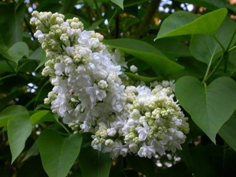 Syringa vulg. 'Mme Lemoine'