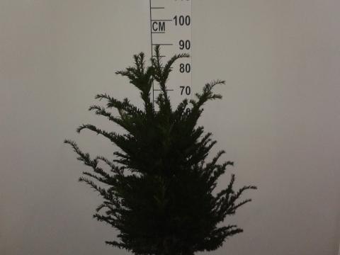 Taxus baccata