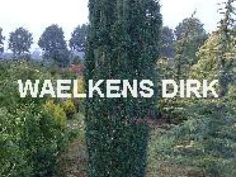 Taxus baccata 'Fastigiata'