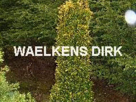 Taxus baccata 'Standishii'