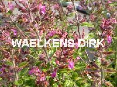 Teucrium lucidrys