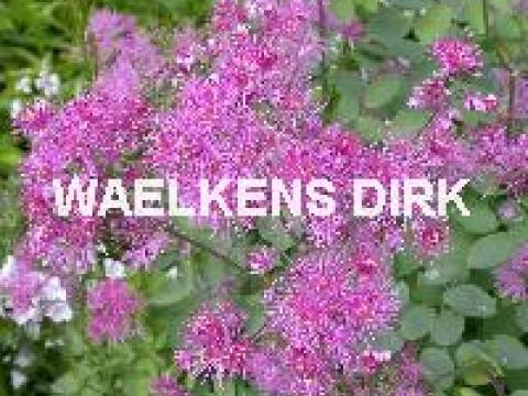 Thalictrum delavayi