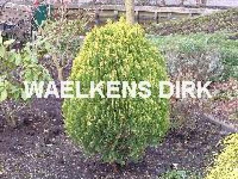 Thuja orient. 'Aurea Nana'