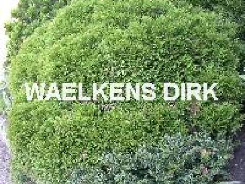 Thuja occ. 'Danica'