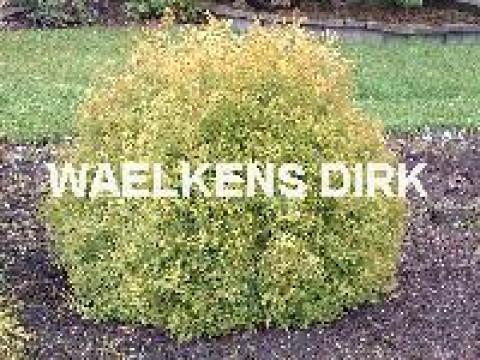 Thuja occ. 'Rheingold'