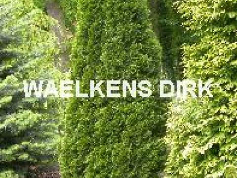 Thuja occ. 'Smaragd'