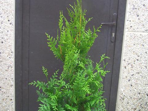 Thuja plicata 'Atrovirens'