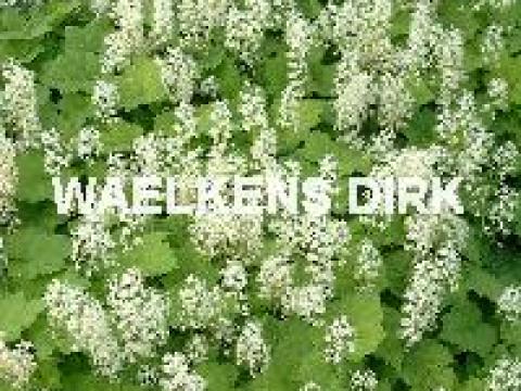 Tiarella cordifolia