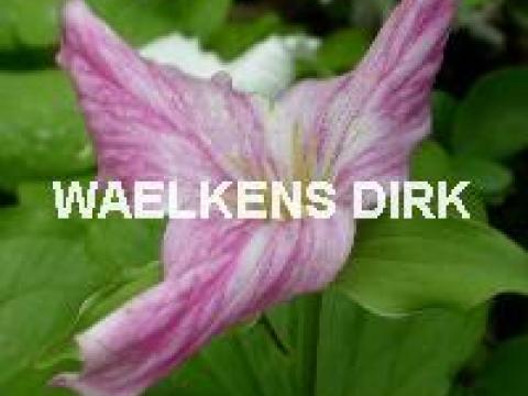 Trillium grandiflorum