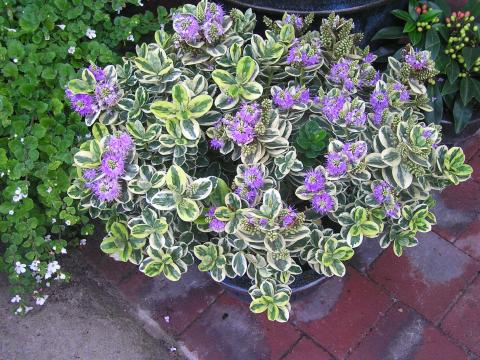 Veronica gentianoides 'Var.'