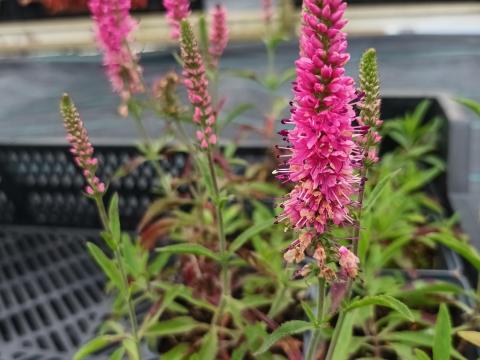 Veronica spicata heidekind