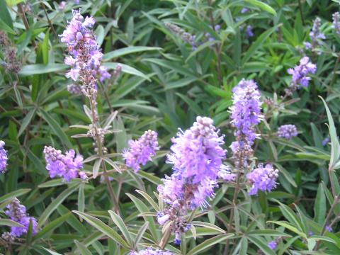Vitex agnus-castus latifolia