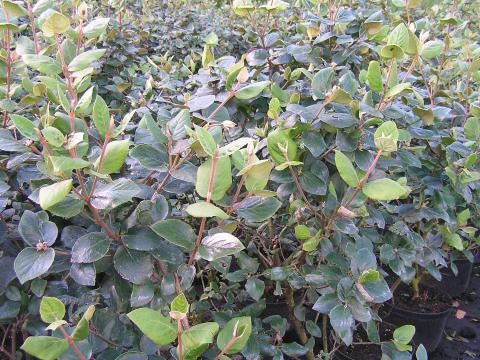 Viburnum burkwoodii 'Anne Russel'