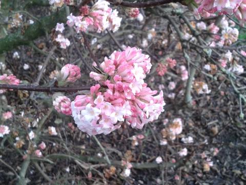 Viburnum bodn. 'Dawn'