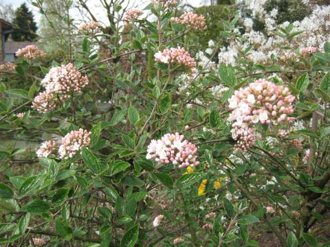 Viburnum burkwoodii