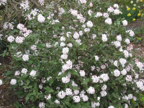 Viburnum carlcephalum