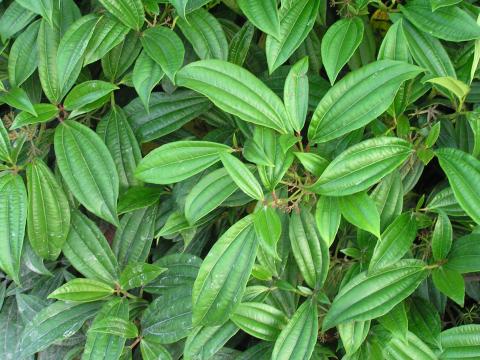 Viburnum davidii