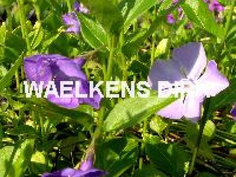 Vinca major