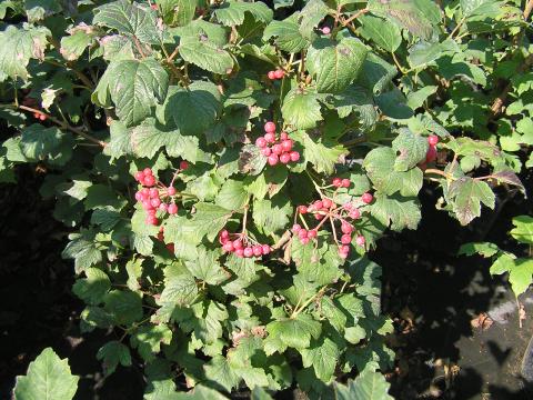 Viburnum opulus 'Compactum'