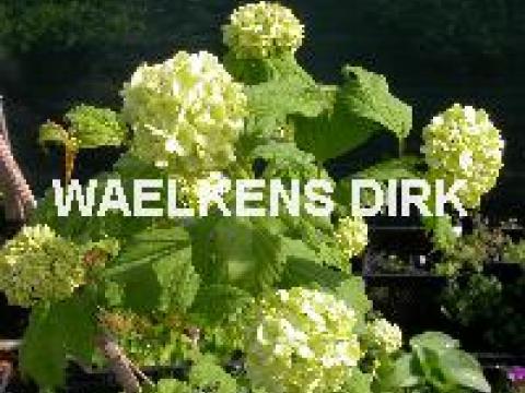 Viburnum opulus 'Roseum'