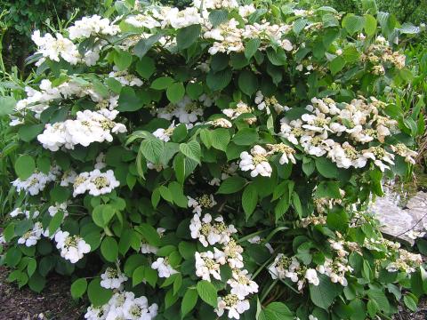Viburnum plicatum 'Cascade'