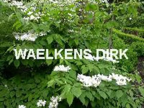 Viburnum plicatum 'Mariesii'