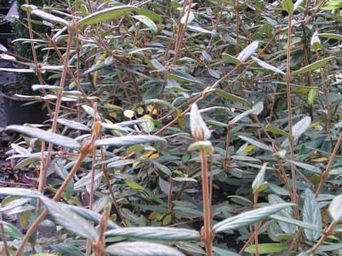 Viburnum 'Pragense'
