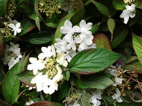 Viburnum pl.'Summer snowflake'