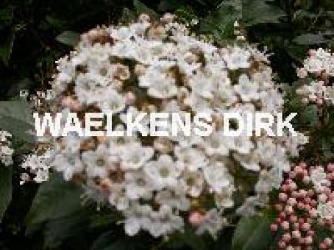 Viburnum tinus