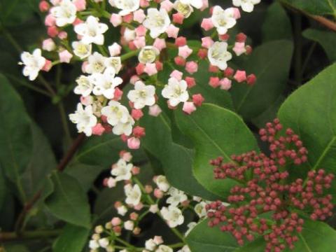 Viburnum tinus 'Eve Price'