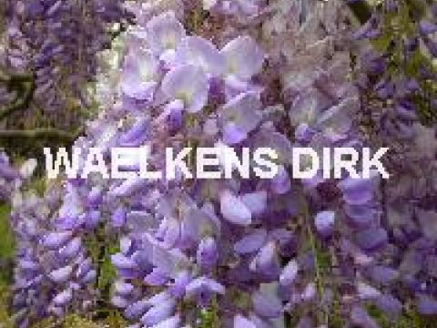 Wisteria sinensis  PARASOL